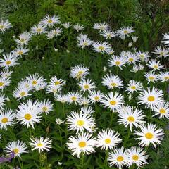 Kopretina velkokvětá 'Aglaia' - Leucanthemum x superbum 'Aglaia'