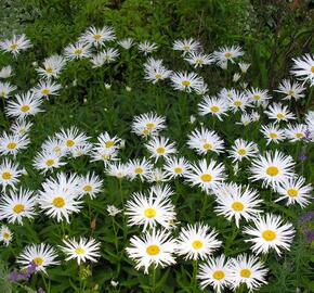 Kopretina velkokvětá 'Aglaia' - Leucanthemum x superbum 'Aglaia'