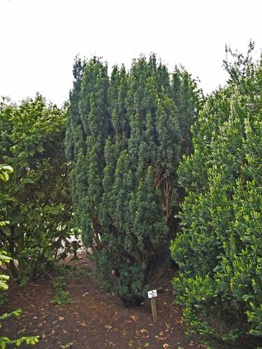 Tis červený 'Melfard' - Taxus baccata 'Melfard'