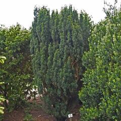 Tis červený 'Melfard' - Taxus baccata 'Melfard'