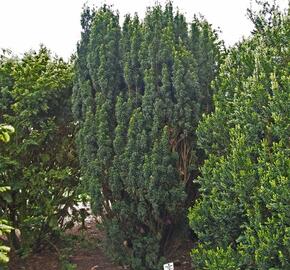 Tis červený 'Melfard' - Taxus baccata 'Melfard'