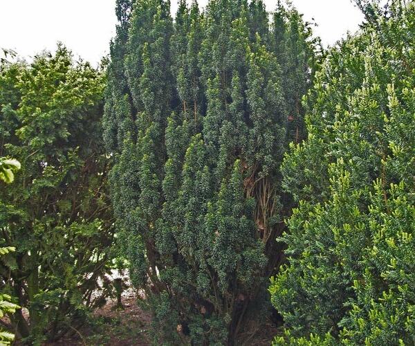 Tis červený 'Melfard' - Taxus baccata 'Melfard'