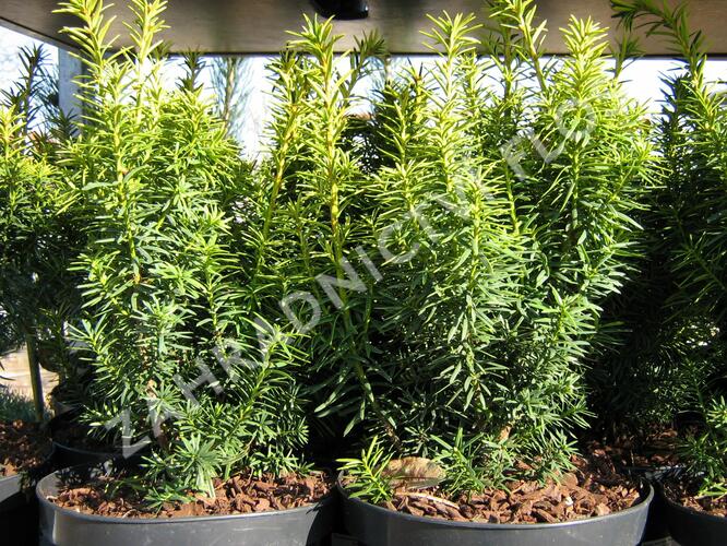 Tis červený 'Dwarf Bright Gold' - Taxus baccata 'Dwarf Bright Gold'