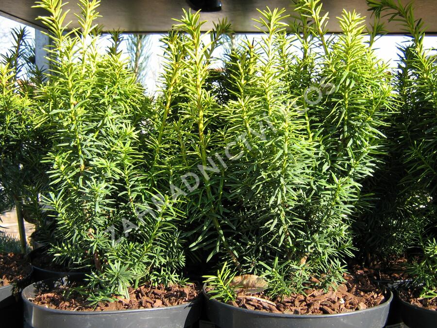 Tis červený 'Dwarf Bright Gold' - Taxus baccata 'Dwarf Bright Gold'