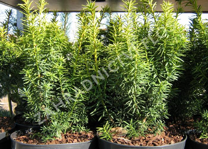 Tis červený 'Dwarf Bright Gold' - Taxus baccata 'Dwarf Bright Gold'