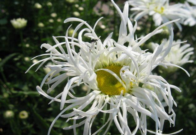 Kopretina největší 'Old Court Variety' - Leucanthemum maximum 'Old Court Variety'