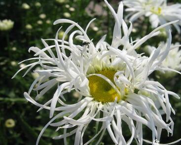 Kopretina největší 'Old Court Variety'