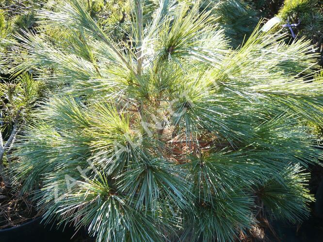 Borovice vejmutovka 'Blue Shag' - Pinus strobus 'Blue Shag'