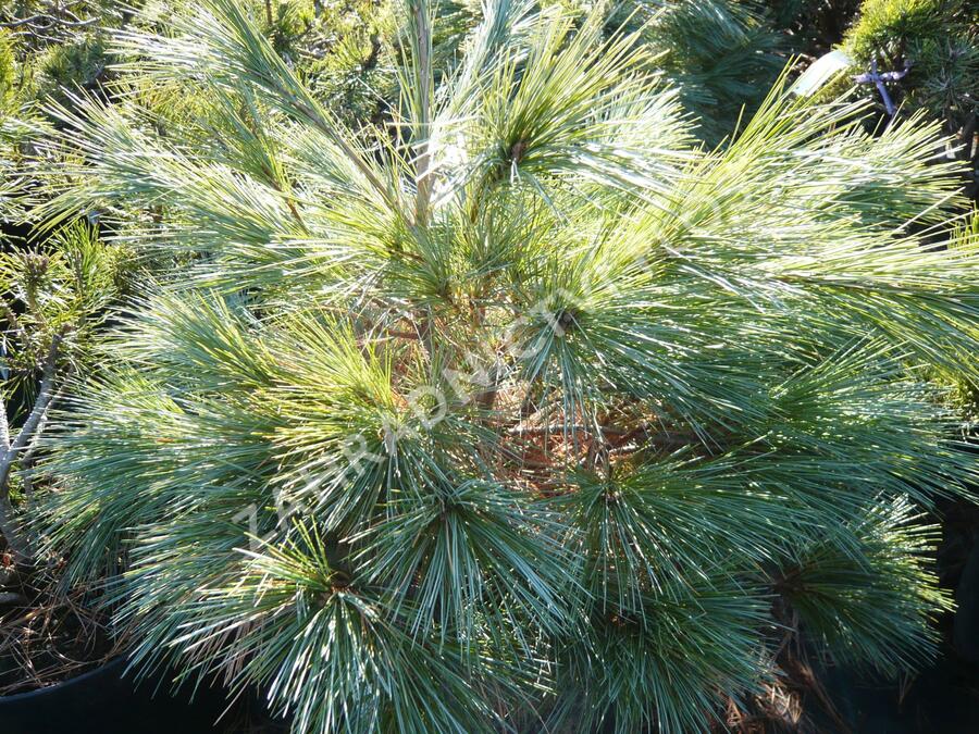 Borovice vejmutovka 'Blue Shag' - Pinus strobus 'Blue Shag'