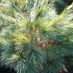 Borovice vejmutovka 'Blue Shag' - Pinus strobus 'Blue Shag'