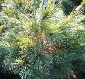 Borovice vejmutovka 'Blue Shag' - Pinus strobus 'Blue Shag'