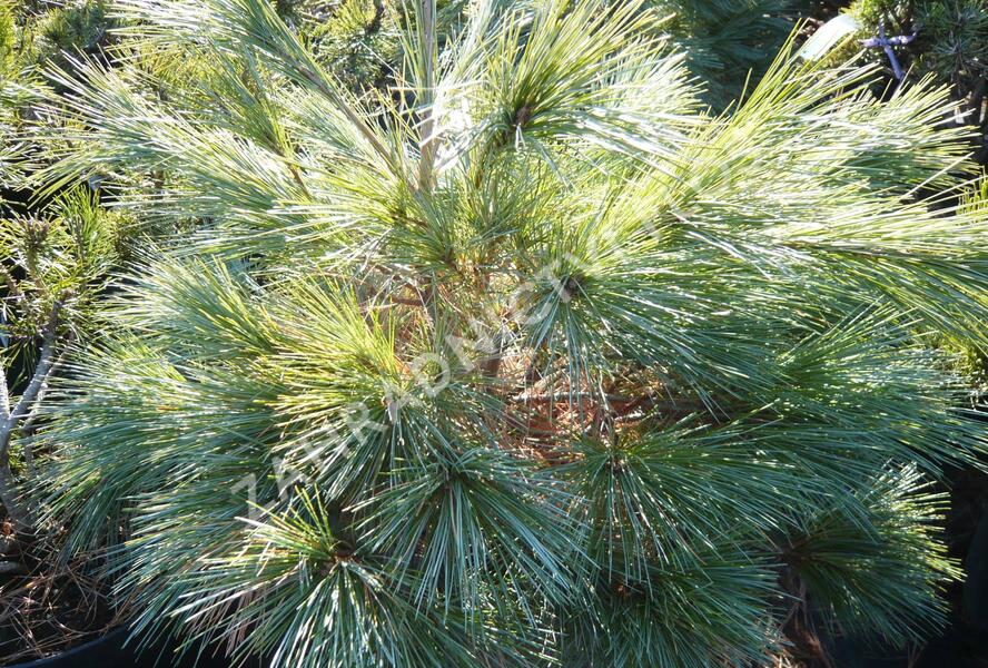 Borovice vejmutovka 'Blue Shag' - Pinus strobus 'Blue Shag'