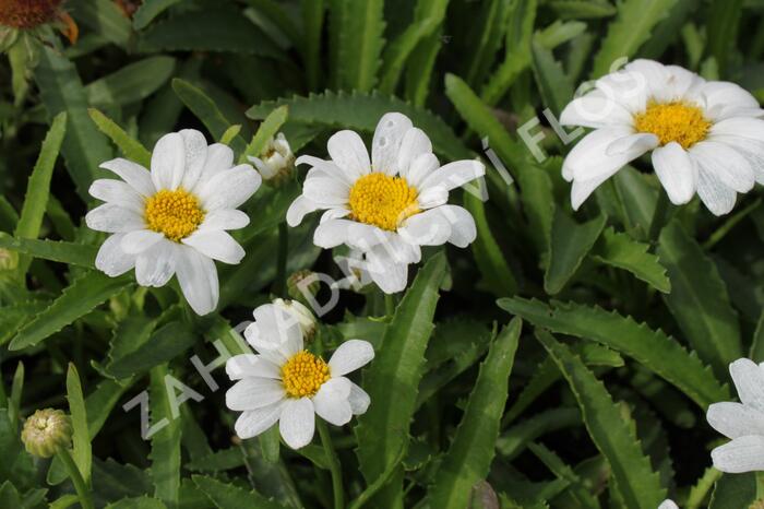 Kopretina největší 'Western Star Leo' - Leucanthemum maximum 'Western Star Leo'