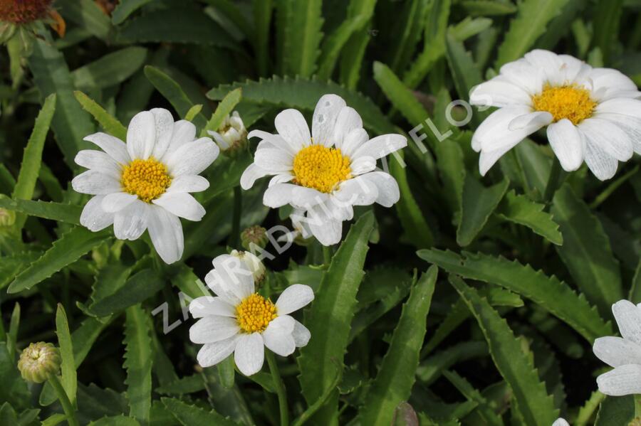 Kopretina největší 'Western Star Leo' - Leucanthemum maximum 'Western Star Leo'