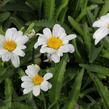 Kopretina největší 'Western Star Leo' - Leucanthemum maximum 'Western Star Leo'