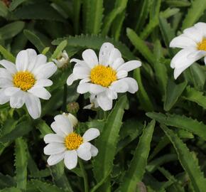 Kopretina největší 'Western Star Leo' - Leucanthemum maximum 'Western Star Leo'