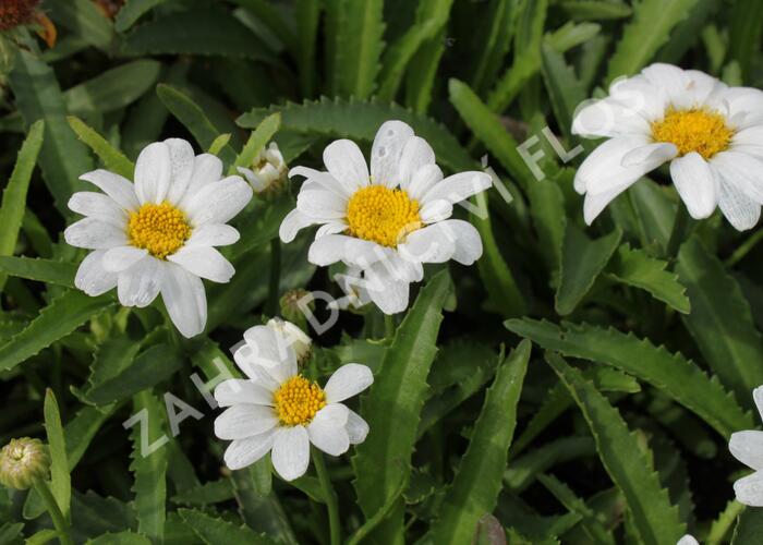 Kopretina největší 'Western Star Leo' - Leucanthemum maximum 'Western Star Leo'