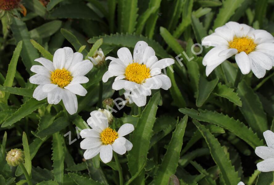 Kopretina největší 'Western Star Leo' - Leucanthemum maximum 'Western Star Leo'