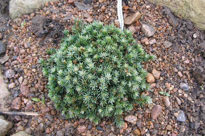 Smrk sivý 'Blue Planet' - Picea glauca 'Blue Planet'