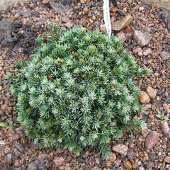 Smrk sivý 'Blue Planet' - Picea glauca 'Blue Planet'