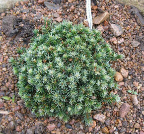 Smrk sivý 'Blue Planet' - Picea glauca 'Blue Planet'