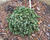 Smrk sivý 'Blue Planet'