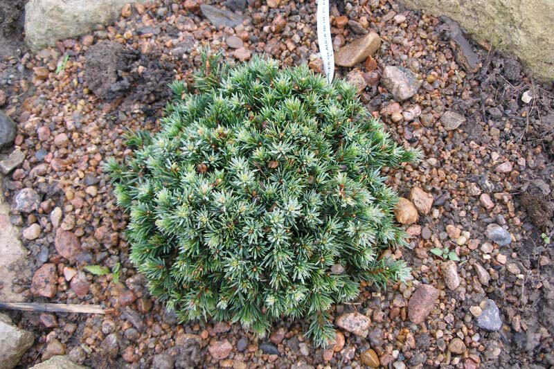 Smrk sivý 'Blue Planet' - Picea glauca 'Blue Planet'