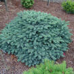 Smrk ztepilý 'Waldbrund' - Picea abies 'Waldbrund'