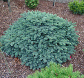 Smrk ztepilý 'Waldbrund' - Picea abies 'Waldbrund'