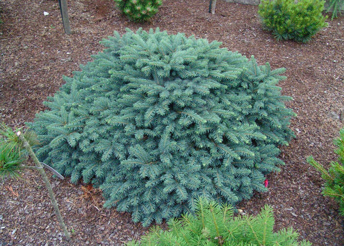 Smrk ztepilý 'Waldbrund' - Picea abies 'Waldbrund'