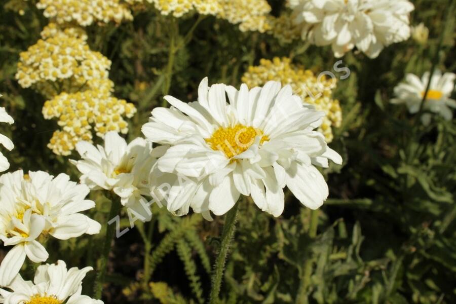 Kopretina největší 'Victorian Secret' - Leucanthemum maximum 'Victorian Secret'