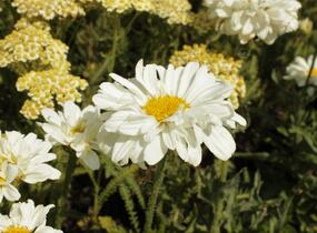 Kopretina největší 'Victorian Secret' - Leucanthemum maximum 'Victorian Secret'