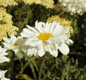 Kopretina největší 'Victorian Secret' - Leucanthemum maximum 'Victorian Secret'