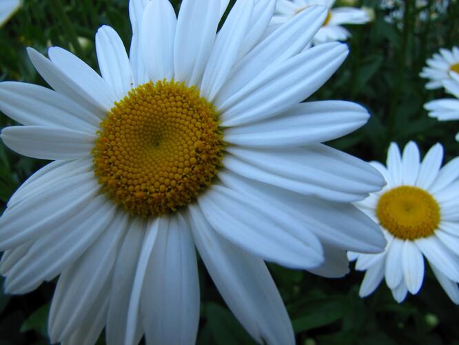 Kopretina největší 'Starburst' - Leucanthemum maximum 'Starburst'