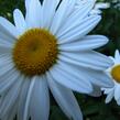 Kopretina největší 'Starburst' - Leucanthemum maximum 'Starburst'