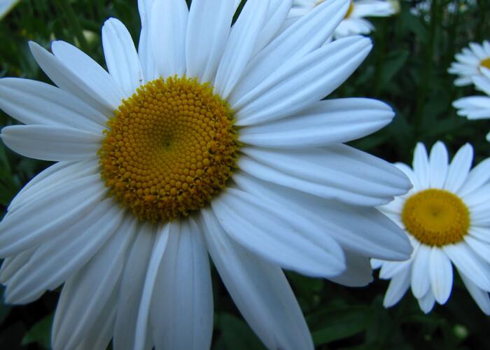 Kopretina největší 'Starburst' - Leucanthemum maximum 'Starburst'