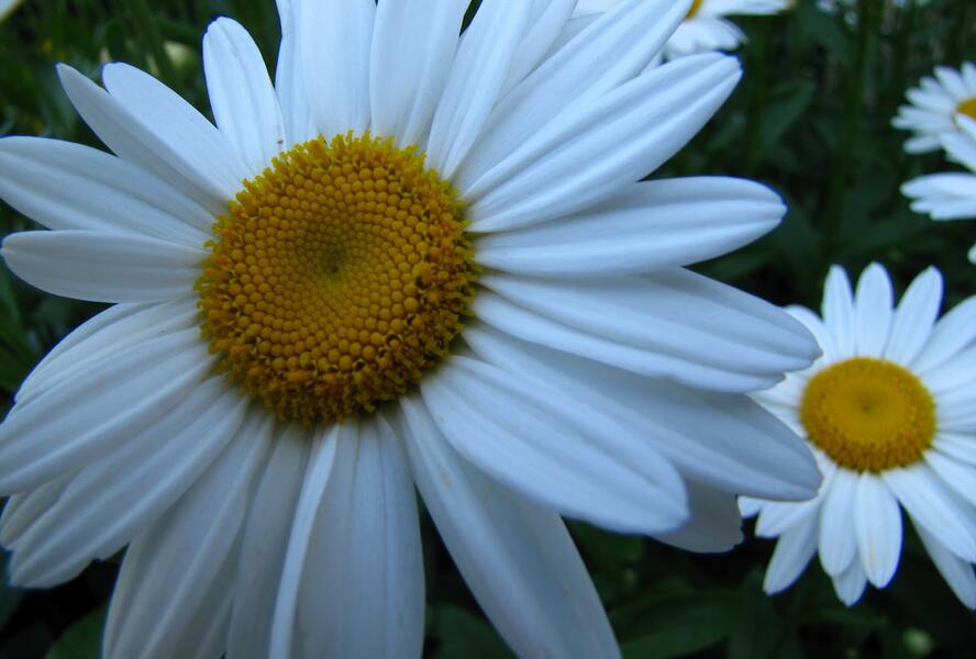 Kopretina největší 'Starburst' - Leucanthemum maximum 'Starburst'