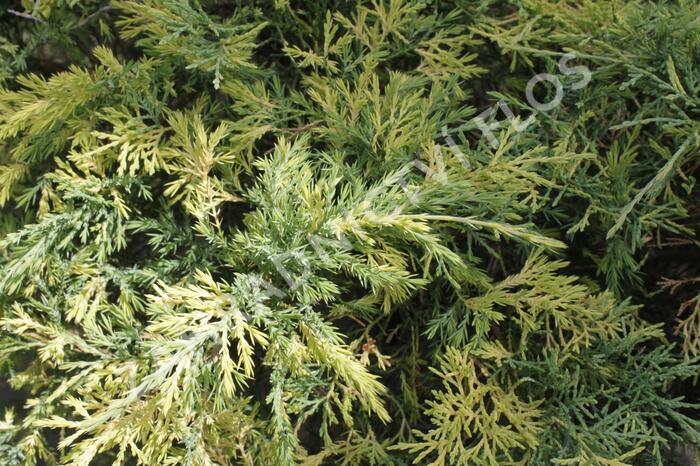 Jalovec čínský 'Aureovariegata' - Juniperus chinensis 'Aureovariegata'