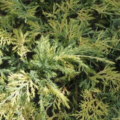Jalovec čínský 'Aureovariegata' - Juniperus chinensis 'Aureovariegata'