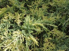 Jalovec čínský 'Aureovariegata' - Juniperus chinensis 'Aureovariegata'