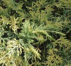 Jalovec čínský 'Aureovariegata' - Juniperus chinensis 'Aureovariegata'