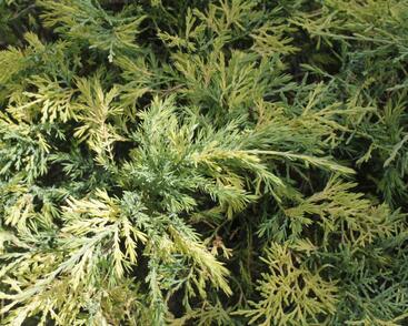 Jalovec čínský 'Aureovariegata'