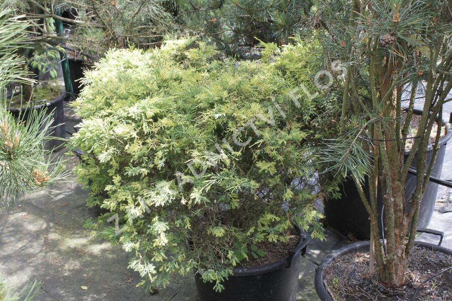Jalovec čínský 'Aureovariegata' - Juniperus chinensis 'Aureovariegata'