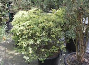 Jalovec čínský 'Aureovariegata' - Juniperus chinensis 'Aureovariegata'
