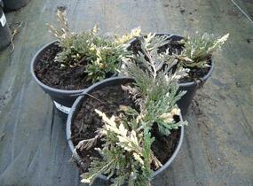 Jalovec polehlý 'Villa Maria' - Juniperus horizontalis 'Villa Maria'