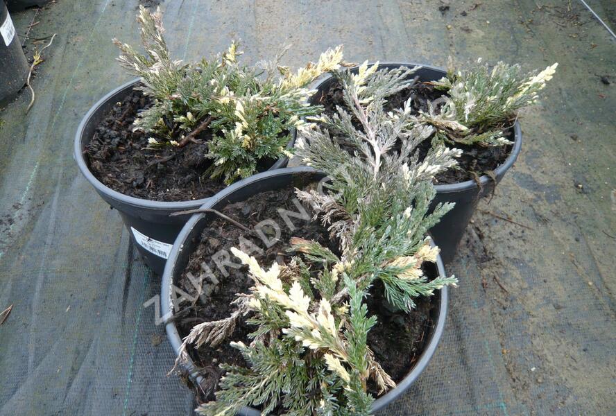 Jalovec polehlý 'Villa Maria' - Juniperus horizontalis 'Villa Maria'