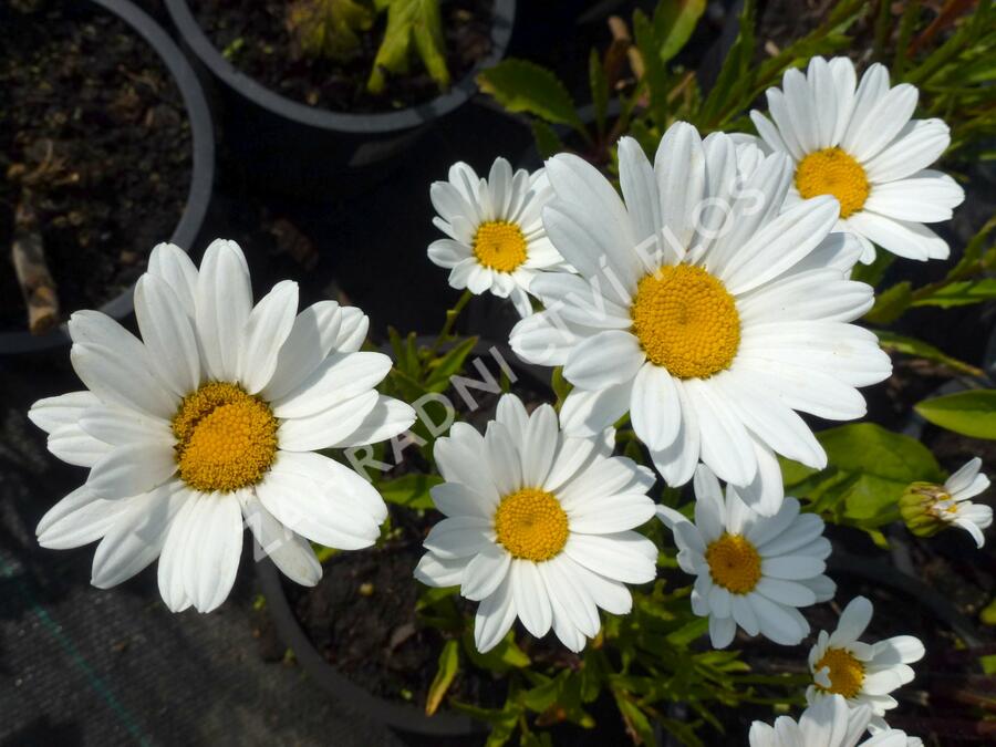 Kopretina největší 'Silver Moon' - Leucanthemum maximum 'Silver Moon'