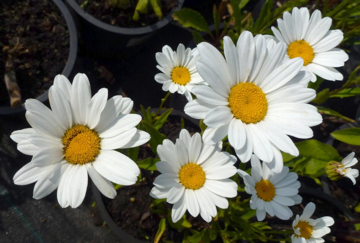 Kopretina největší 'Silver Moon' - Leucanthemum maximum 'Silver Moon'