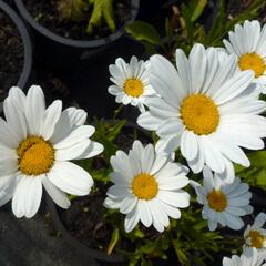 Kopretina největší 'Silver Moon' - Leucanthemum maximum 'Silver Moon'