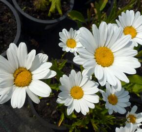 Kopretina největší 'Silver Moon' - Leucanthemum maximum 'Silver Moon'